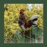 #209 Permacultura: il disegno invisibile del futuro