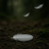Feather drops straight while others blow away — Brothers Grimm rebooted