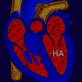 Our Veiled Heart