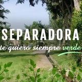 Separadora te quiero siempre verde