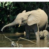 009.3 African Forest Elephant