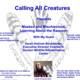 Calling All Creatures Presents Masked and Mischievious, Learning About the Raccoon