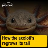How the axolotl’s regrows its tail