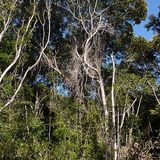 Brasile nella foresta atlantica l'82� delle specie arboree rischia di sparire
