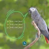 Les perroquets (17-04-2026)