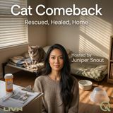 Cat Comeback - Why Foster Homes Save Lives Shelters Can't