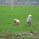 Fosforo così le emissioni di CO2 mettono a rischio le colture di riso