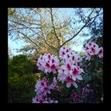 'Richmond' Runback
