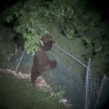 Altopiano, l’orso torna e sbrana due capre. Il video mentre salta un recinto