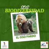 SOS Biodiversidad_El oso pardo