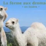 Les chroniques de Langogne - D. Brunel et E. Sillere