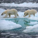 Planeta Helado 2: 2- Océanos Helados #documental #naturaleza #MedioAmbiente #podcast