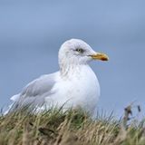 Gull-ible Youngsters!