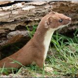 08 La donnola aiutò gli uomini a trovare il mais