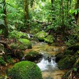Meditazione focalizzata per la tutela della foresta amazzonica