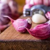 What Is Purple Garlic Everything You Need to Know About Its Unique Qualities