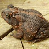 The Toad’s Secret: Unleashing Psychedelic Venom