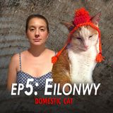 5 - Eilonwy the Domestic Cat