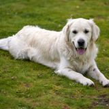 Finding the Perfect Companion The Benefits of Choosing a Reputable Breeder