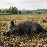 Cinghiale ucciso con crudeltà, individuati i responsabili