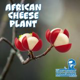 African Cheese Plant | The Black Lincoln Collective Podcast