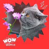 The Purrr-fect Match: Cats, Chaos, Science, and Smelly Surprises!