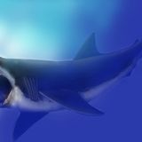 On the trail of the mega-shark