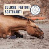 Coliche nel cavallo: i principali fattori scatenanti, anche etologici