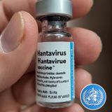 The risk to the public from a hantavirus outbreak is considered "absolutely low" - WHO.