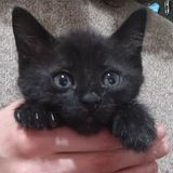CARTOLINE. Saluti da ... Le Chat Noir