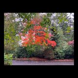 Rithet's Bog Anti-Clockwise