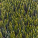 Silvicultura: florestas plantadas, mercado externo e tarifas dos EUA | BBCast Agro – 29/09/2026