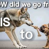 Episode 3 - How Wolves Became French Bulldogs_ A 40_000-Year Story