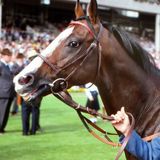 The Disappearance of Shergar: The World’s Most Famous Racehorse