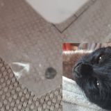 Gatto colpito con 15 proiettili: “Aiutateci a trovare il colpevole”
