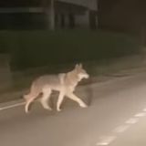 Ulss 7 e polizia provinciale confermano: l’animale avvistato a Casoni è un cane