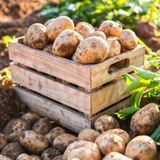 Potato Potarto