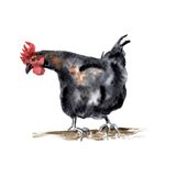 Uncle Wiggily And Higgledee Piggledee | Animal Stories