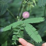 Mimosa Sensitiva - Mimosa pudica