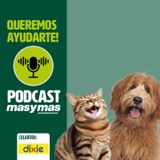 Desparasitación en perros y gatos: cuándo, cómo y por qué es clave