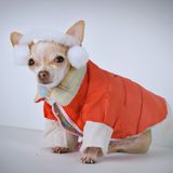 How to Stop Your Dog Shivering in Cold Weather