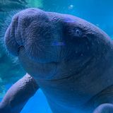 012.1 African Manatee