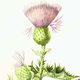 Show 177: Bull Thistle and English Ivy
