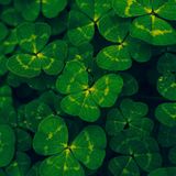 ☘️ St. Patrick: Latin Writings, Global Events, and Traditional Recipes