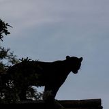 The Beast of Bont