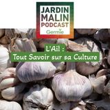 L'Ail : Tout Savoir sur sa Culture - Conseils pratiques pour un jardinage réussi