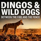 Dingos and Wild Dogs - Trailer