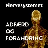 NSP-Coaching #1 - Børn, omsorgsvigt, hjerneskade og aggressiv adfærd