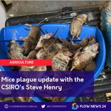 Mice plague update with CSIRO's Steve Henry
