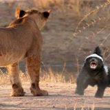 The Most Fearless Creature on Earth_ Honey Badger in the Wild